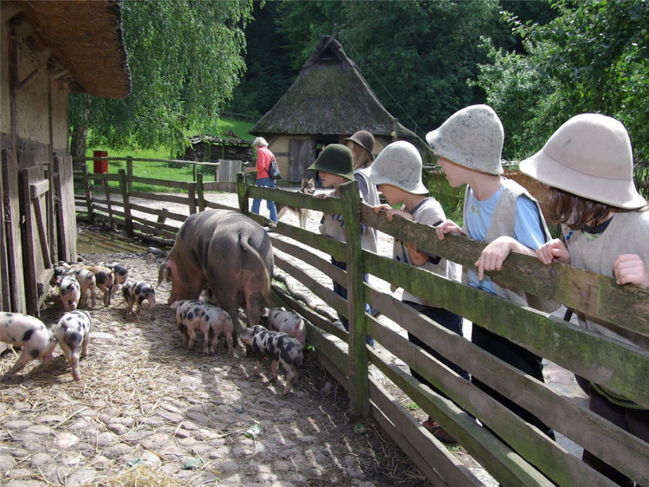 Ein paar Kinder mit Filzhüten bestaunen die bunten Bentheimer Schweine - Eine große Sau mit kleinen Färkeln